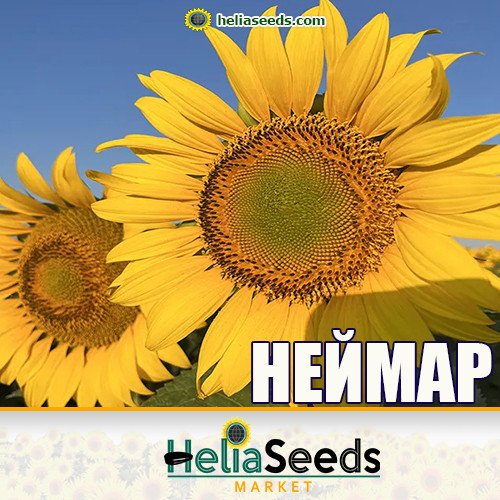 Насіння соняшнику НЕЙМАР (під Гранстар) насіння соняшнику, фото 1