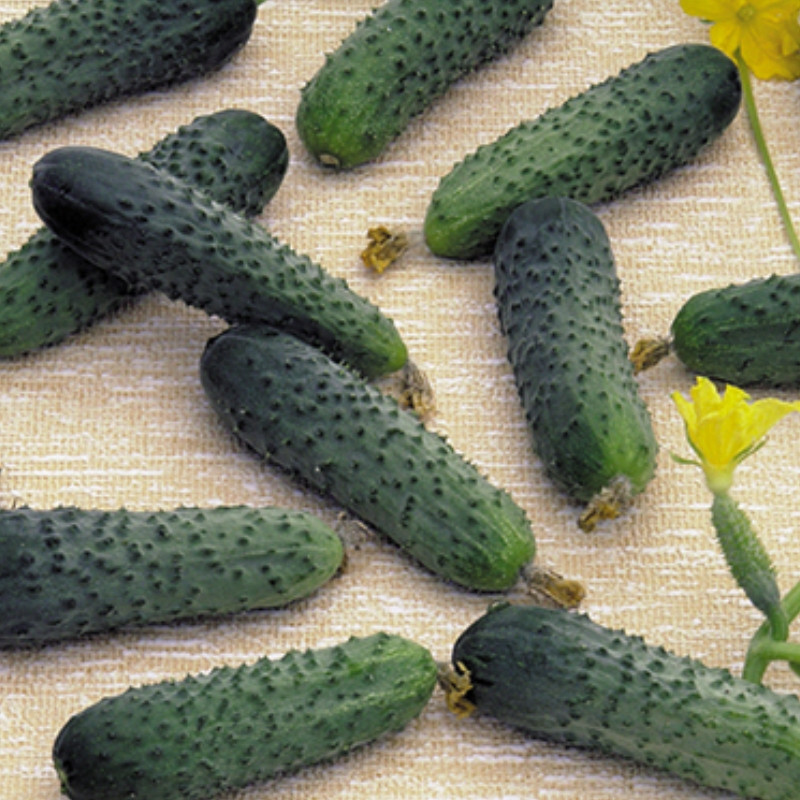 Професійне насіння огірка партенокарпічного корнішона Меренга F1 (Seminis) 1000 шт.