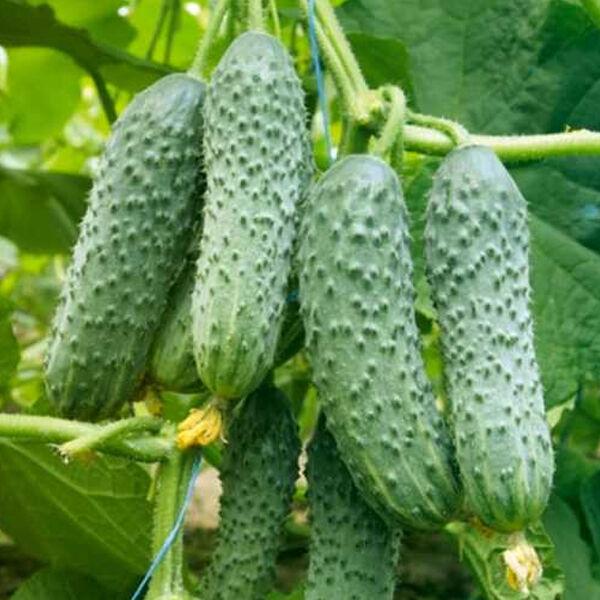 Професійне насіння огірка корнішону партенокарпічного Мірабелл F1 (Seminis) 250 шт.