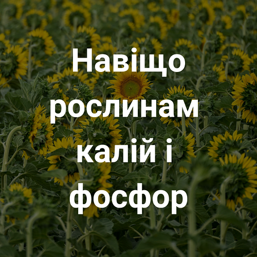 Калійно-фосфорне добриво: здорові рослини, щедрий урожай