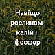 Калійно-фосфорне добриво: здорові рослини, щедрий урожай