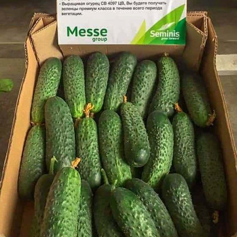 Професійне насіння огірка корнішону партенокарпічного СВ 4097 ЦВ F1 (Seminis) 250 шт., фото 1