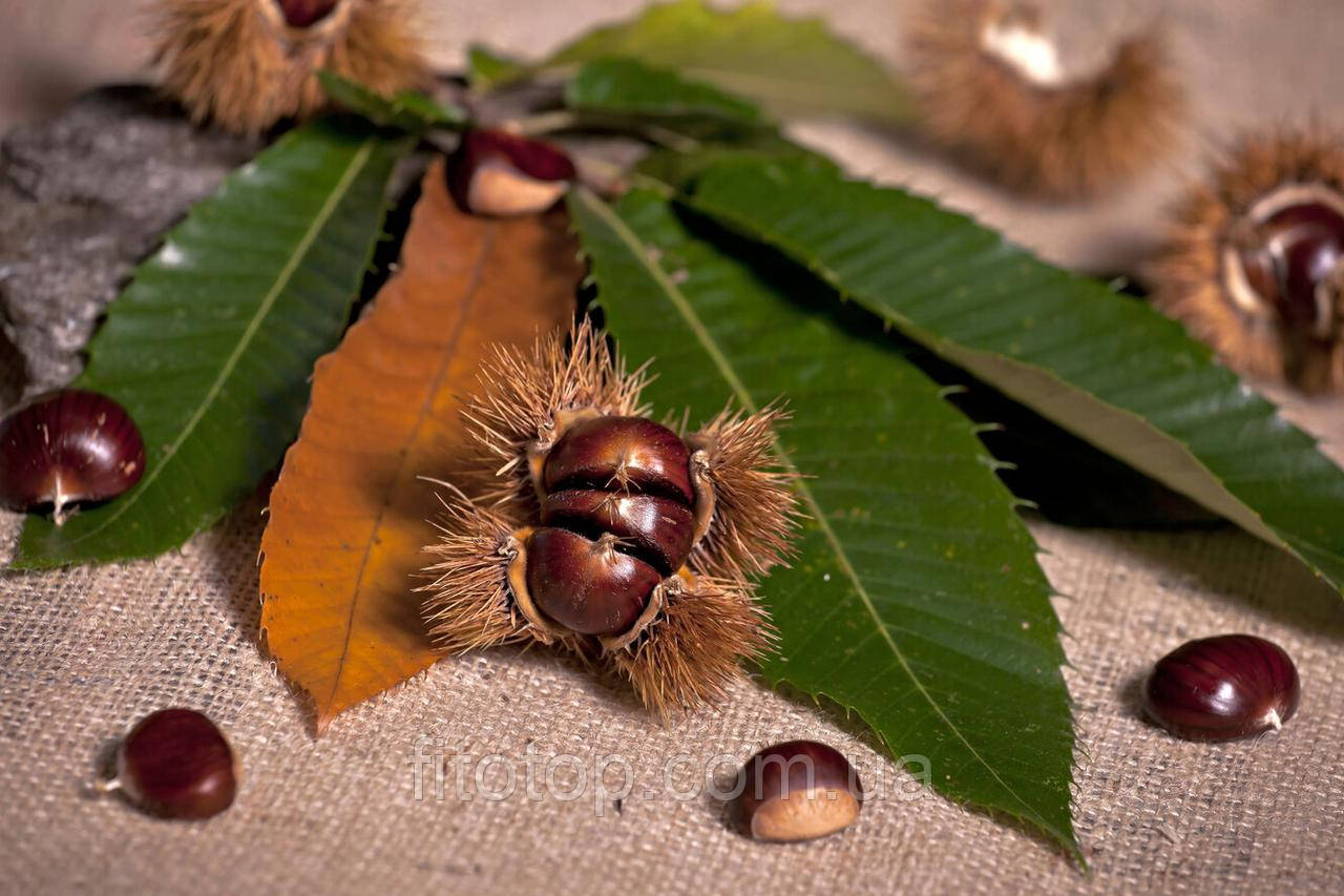 Каштан екстракт гліцериновий 5л, фото 1