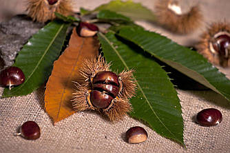 Каштан екстракт гліцериновий 1л