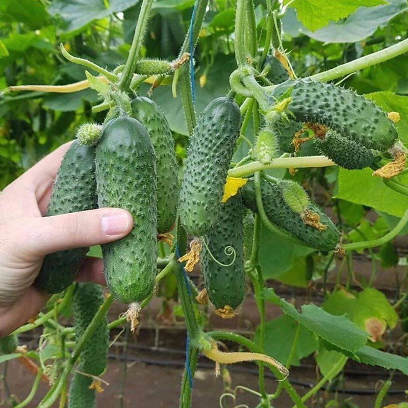 Професійне насіння огірка партенокарпічного корнішона Мадрилен F1 (Seminis) 1000 шт.