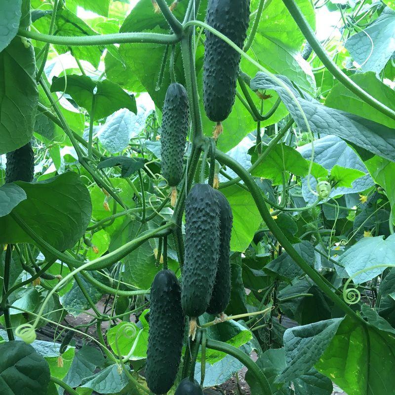 Професійне  насіння огірка корнішону партенокарпічного Корвін F1(Seminis) 250 шт.