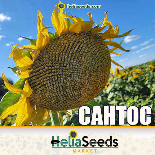 Гібрид соняшника САНТОС (під Євро-Лайтнінг) насіння соняшника, фото 1