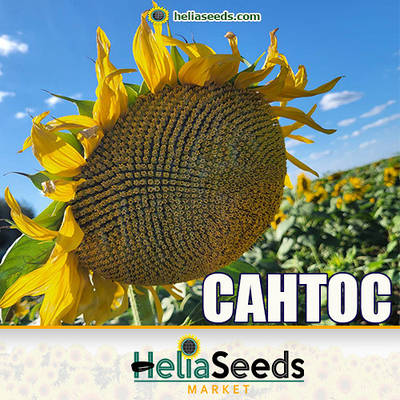 Соняшник гібрид САНТОС (під Євро-Лайтнінг) насіння соняшник посівний