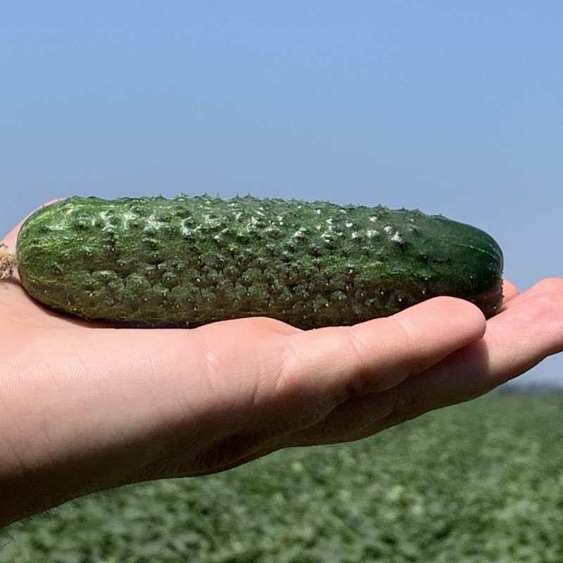 Професійне насіння огірка корнішону партенокарпічного Джозефіно F1 (Seminis) 1000 шт.