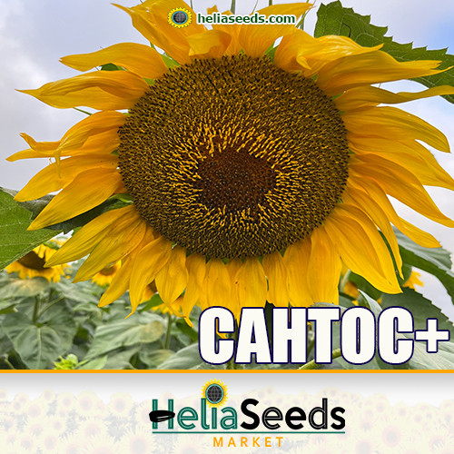 Насіння соняшнику гібрид САНТОС+ (ІМІ) насіння соняшнику, фото 1