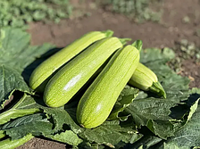 Фенді F1 кабачок 500 нас. Manier Seeds