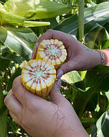 Насіння кукурудзи ВН 63 (ФАО 280) ВНІС