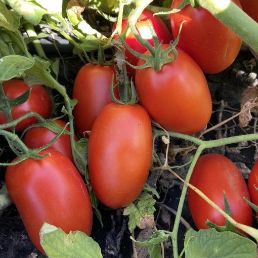 Філікса F1 (100 нас.) насіння напівдетермінантного томату Rijk Zwaan, фото 1