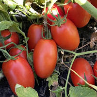 Філікса F1 (100 нас.) насіння напівдетермінантного томату Rijk Zwaan