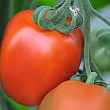 Беніто F1 (1000 нас.) насіння томату Bejo, фото 2