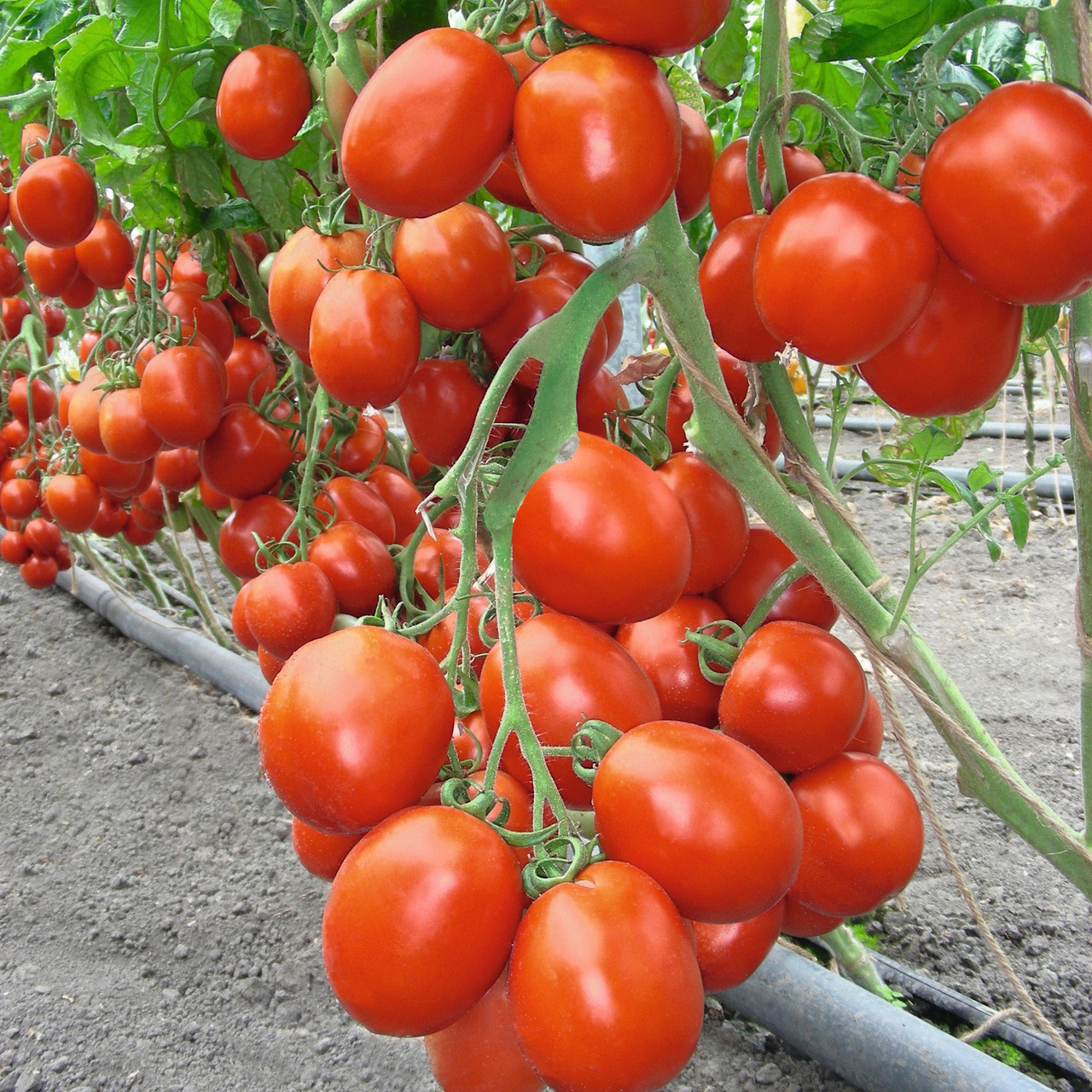 Беніто F1 (1000 нас.) насіння томату Bejo, фото 1