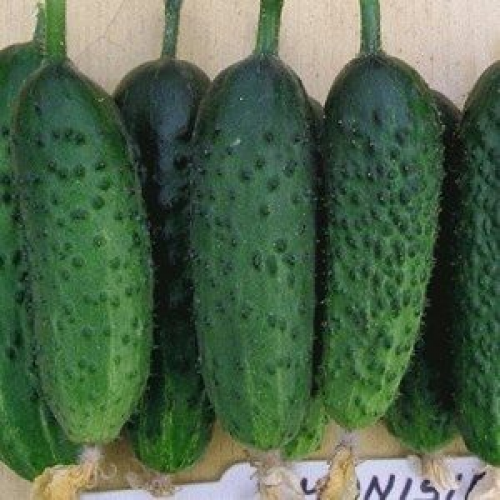 Професійне насіння огірка корнішону партенокарпічного Монісія F1 (Seminis) 1000 шт.