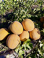 Адріатика F1 / Adriatica F1 диня 1000 нас. Manier Seeds