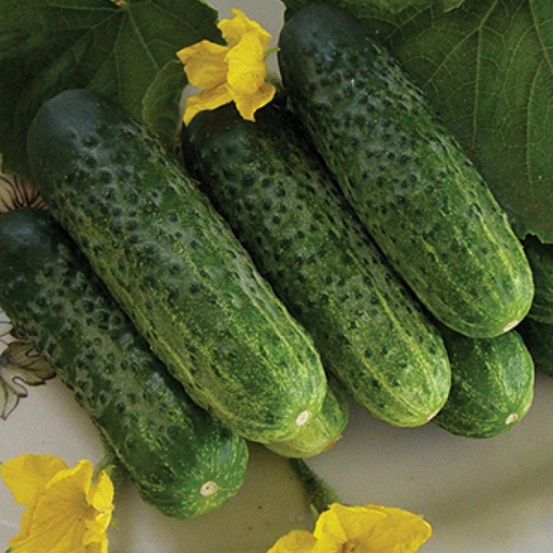 Професійне насіння огірка корнішону бджолозапильного Надія F1 (Seminis) 1000 шт.