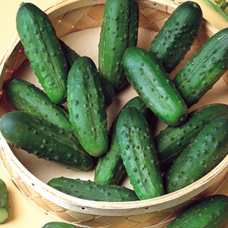 Професійне насіння огірка корнішону бджолозапильного Наташа F1 (Seminis) 1000 шт.