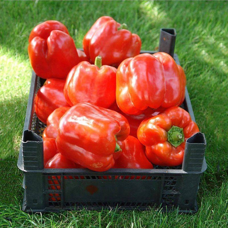 Професійне насіння перцю солодкого тип Блочний Арістотель F1 (Seminis) 500 шт.