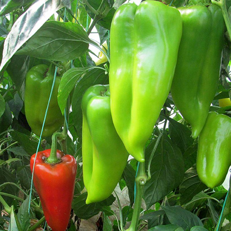 Професійне насіння перцю солодкого тип Угорський Аріадні F1 (Seminis) 500 шт., фото 1