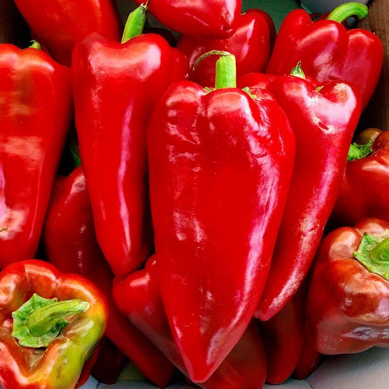 Професійне насіння перцю солодкого тип Каппі Каптур F1 (Seminis) 500 шт.