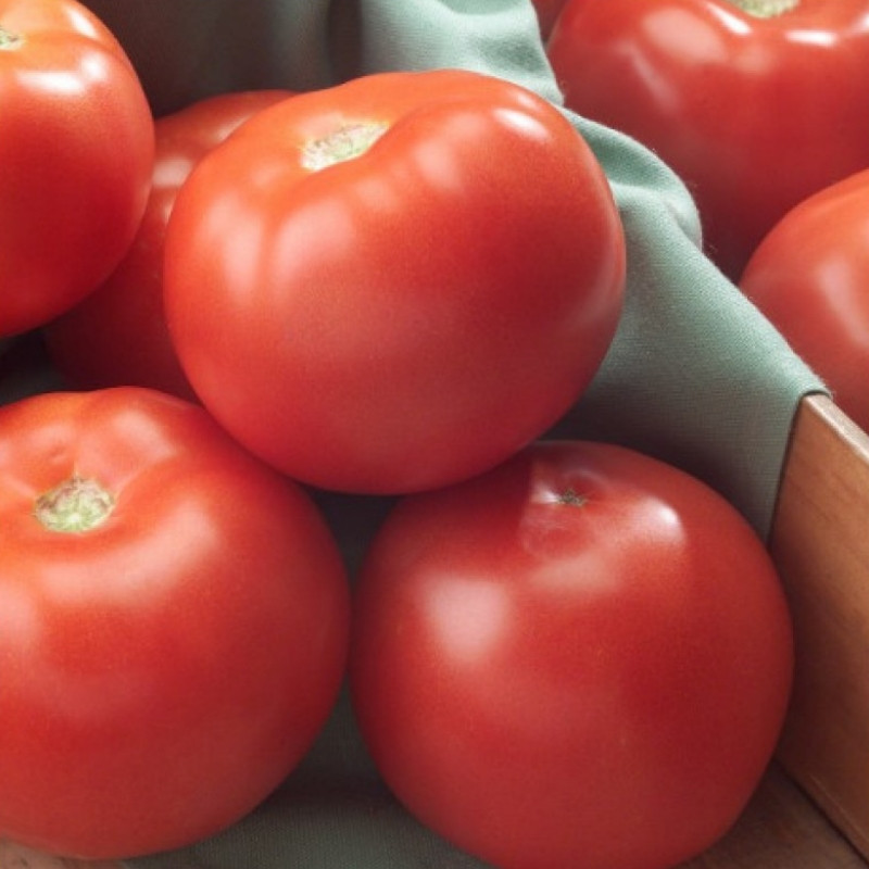 Професійне насіння томату дет. Флоріда F1 (Seminis) 1000 шт.