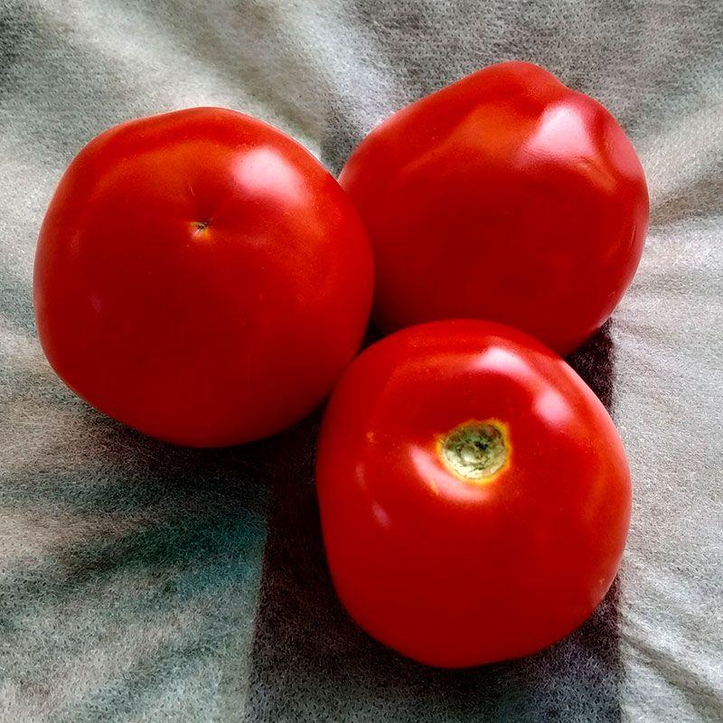 Професійне насіння томату дет. Перфектпіл F1 (Seminis) 1000 шт.