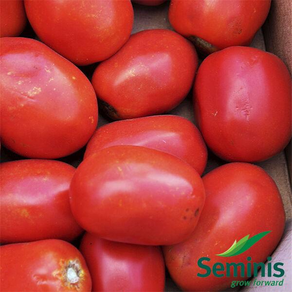 Професійне насіння томату дет. Які F1 (Seminis) 1000 шт.