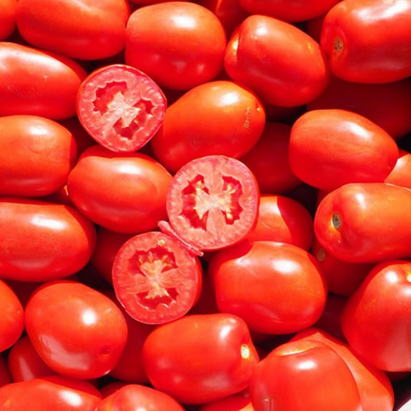 Професійне насіння томату дет. Сентоса F1 (Seminis) 1000 шт.