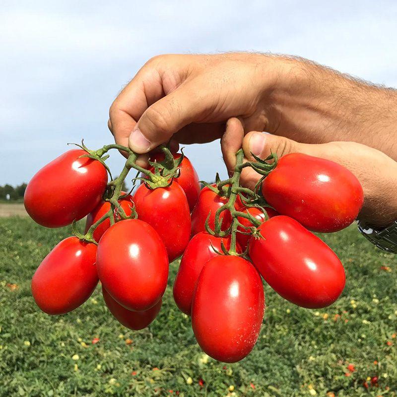 Професійне насіння томату дет. Інципіт F1 (Seminis) 1000 шт.