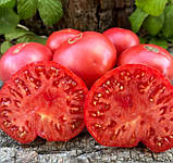 Насіння томату Аліса (Alice) 15 шт, фото 2