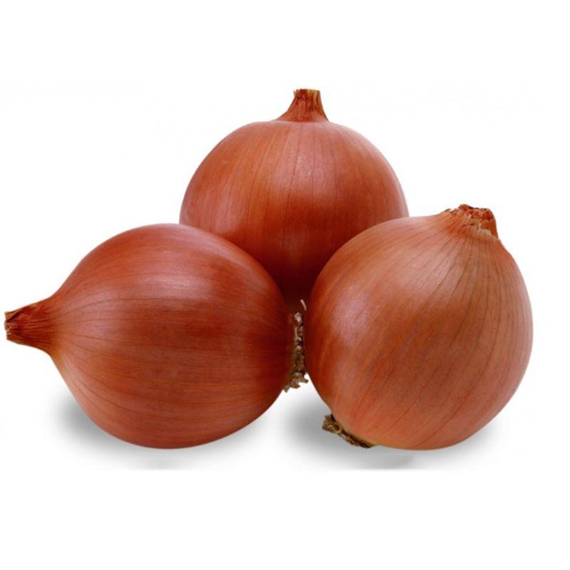 Професійне насіння цибулі ріпчастої Аттіка F1 (Cora Seeds) 250 000 шт., фото 1