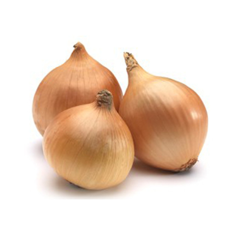 Професійне насіння цибулі ріпчастої Сандра F1 (Cora Seeds) 250 000 шт.