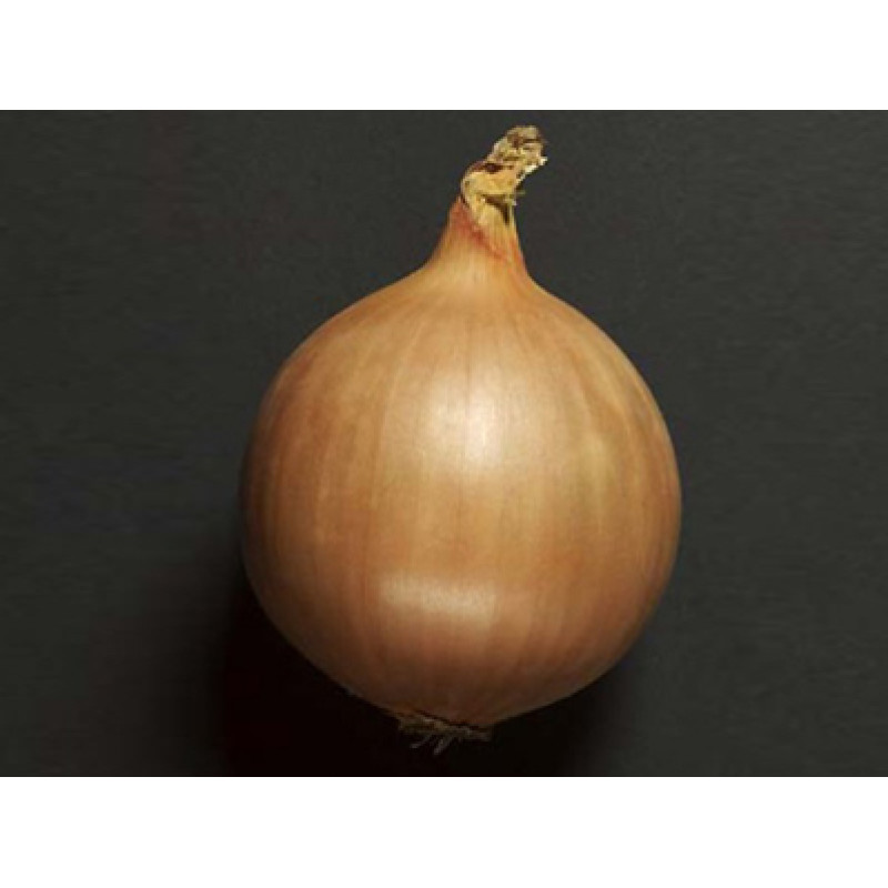 Професійне насіння цибулі ріпчастої Соня F1 (Cora Seeds) 250 000 шт.