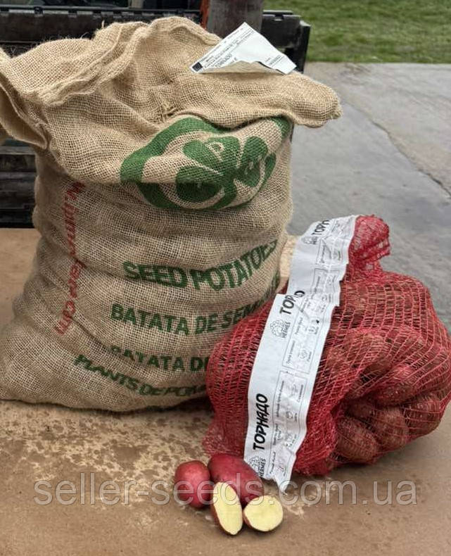 Картопля насіннєва Торнадо (1 Репродукція) 20 кг, фото 1