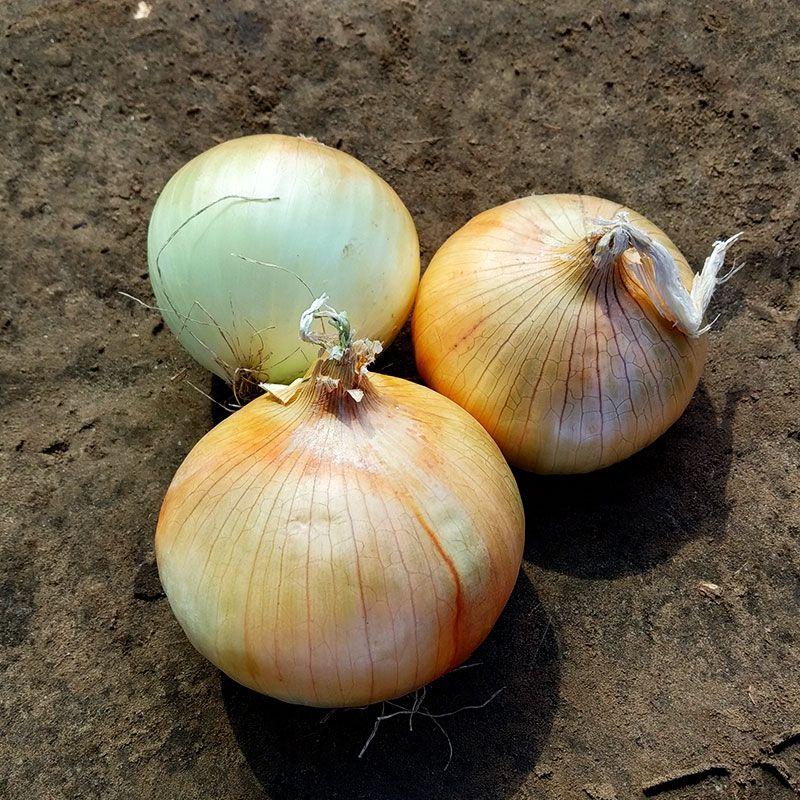 Професійне насіння цибулі ріпчастої озимої Каптіва F1 (Cora Seeds) 250 000 шт.