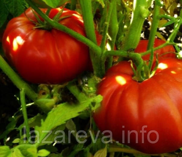 Насіння томата Виставковий 15 шт, фото 1