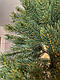 Штучна ялинка Кедр 1.5 м. Ялинка лита, як справжня. Ялина розбірна. Українське виробництво, фото 5