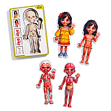 Пазл-сортер дерев'яний 5-ти шаровий Анатомія людини, Дівчинка, фото 2