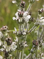 Шавлія єфіопська (Salvia aethiopis) (насіння 15 шт)