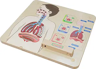 Освітня дошка Masterkidz Дихальна система