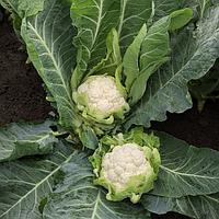 Електра F1 (1000 нас.) насіння цвітної капусти Syngenta