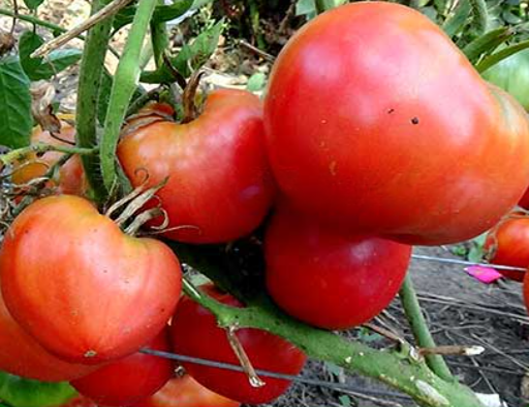 Сахарна голова (Sugar head) 15 шт, фото 1