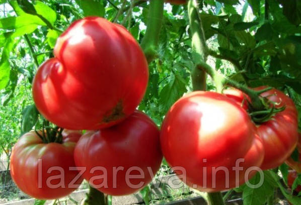 Насіння томату Тайвань німецький (Taiwan German) 15 шт, фото 1