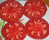 Насіння томату Тайвань німецький (Taiwan German) 15 шт, фото 2