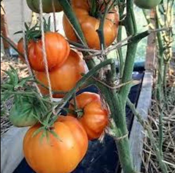 Насіння томату Уіллард Вінн (Willard Wynn) 15 шт, фото 1