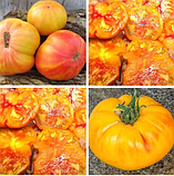 Насіння томату Уіллард Вінн (Willard Wynn) 15 шт, фото 2