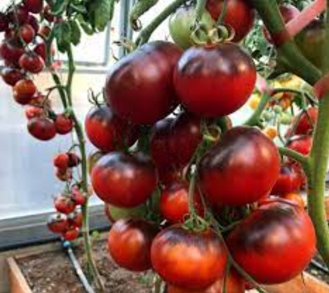 Насіння томату Чорна богиня (Black Goddess) 15 шт, фото 1